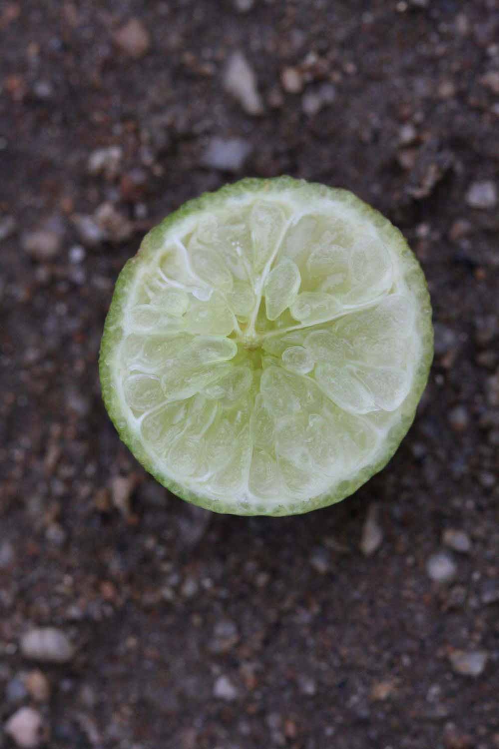            Fruit cross-section (Riverside, CA)   